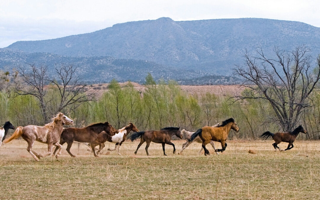 Horses running on a ground